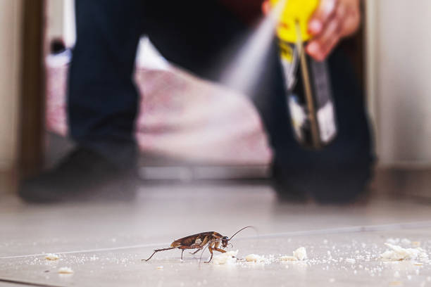 Pest Prevention Services in View Park Windsor Hills, CA
